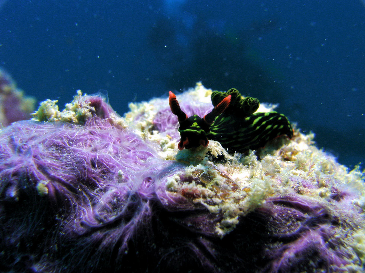 Nembrotha kubaryana